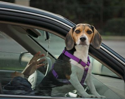 Beagle on Board