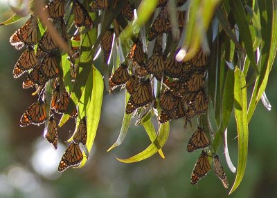 Many Monarchs