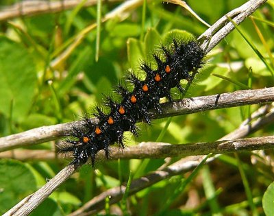 Black & Orange Caterpillar