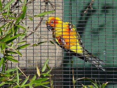Another Shot of A Sun Conure
