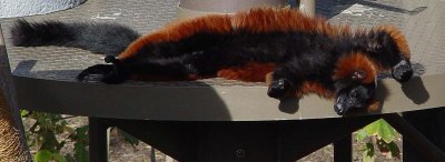 Red Ruffed Lemur - All Stretched Out