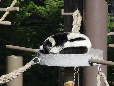 White & Black - Have a Nap