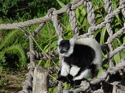 Perched on a Rope