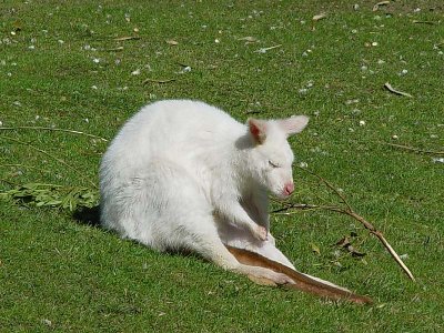 Albino Holding His Tail