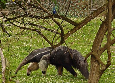 Anteater  and Peacock