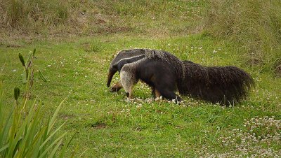 Anteater in Clover