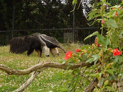 Anteater with Red Flowers