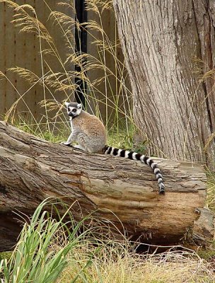 Ring Tail on a Log