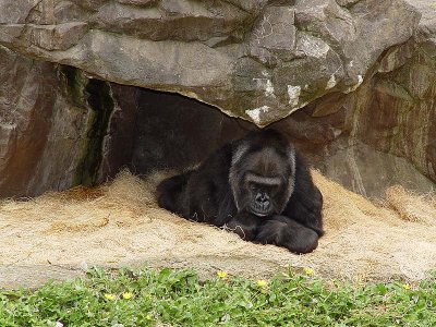 Gorilla In the Straw