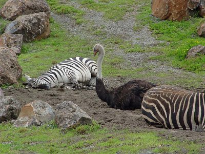 Ostrich Nap with Zebra