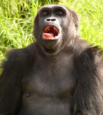 Gorilla Tongue
