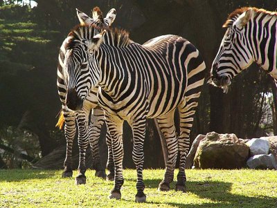 Striped Group