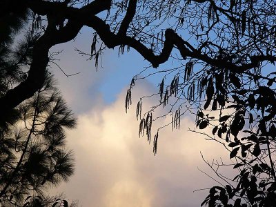 Tree Silhouette