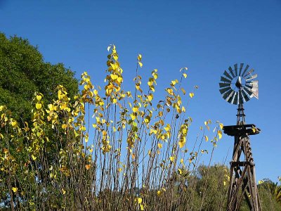 Windmill and Yellow Leaves