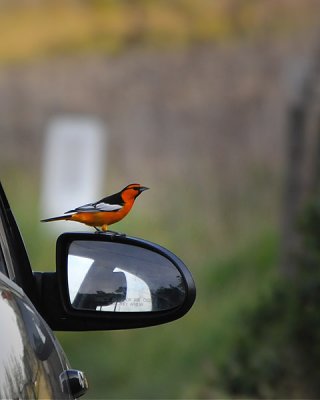 Beautiful Bullock's Oriole