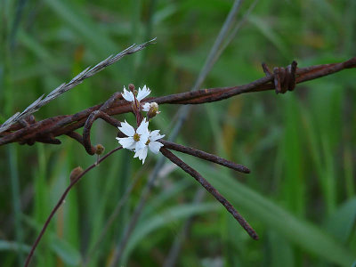Woodland Star and Barbed Wire