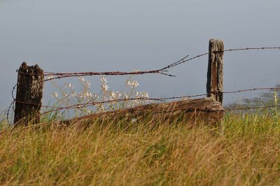 Fence Posts and Flowers