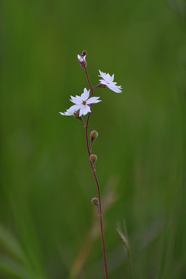 Woodland Star Flowers