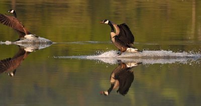 Water Skiing Without Rope