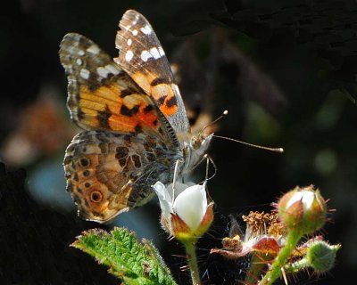 Painted Lady Butterfly