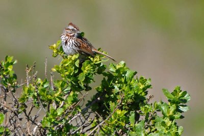 Sparrow In the Bush