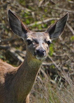 A Deer Face