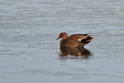 Gadwall