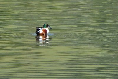 Northern Shoveler in the Green