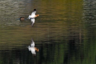 Avocet in Flight