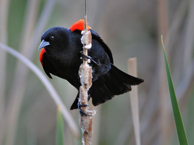 Sharp Beak, Sharp Eye