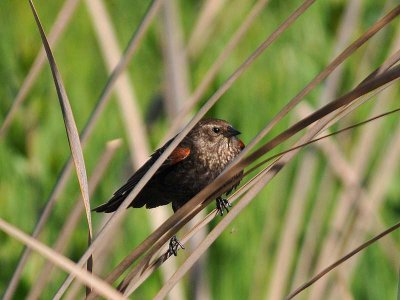 Baby Red-wing