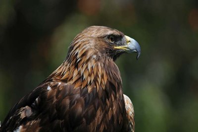 Golden Eagle