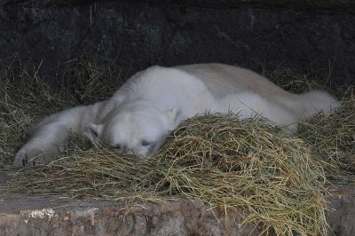Nap in the Straw