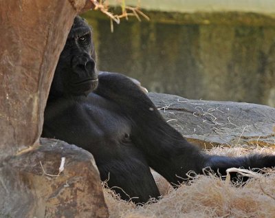 Gorilla Nest