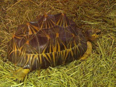 Radiated Tortoise -  Endangered