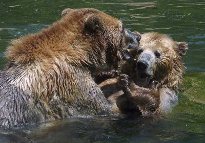 Bear Play -  Grizzly sisters