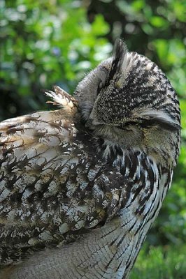 Eagle Owl Grooming