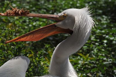 Odd Pelican Bill