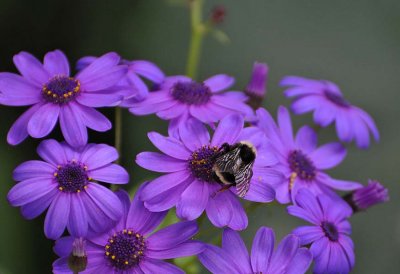 Purple Daisies with Bee