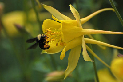 Fan Columbine