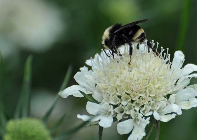 On Top of the White Flower