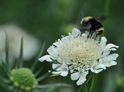 Fluttering Bee