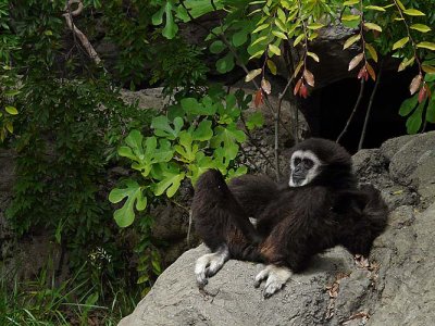 Comfy White Handed Gibbon