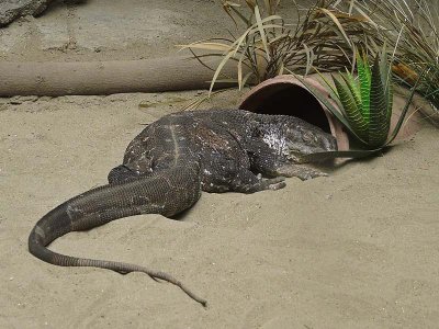 White Throated Monitor