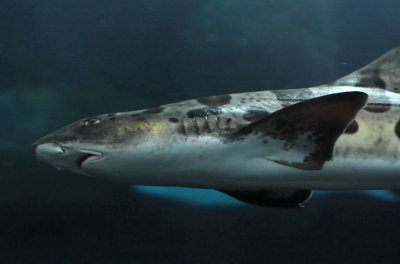 Face of the Leopard Shark