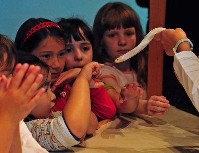 Touch the Albino King Snake