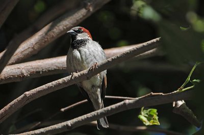 House Sparrow Perch