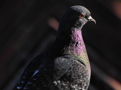 Pigeon Shadowed