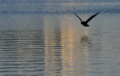 Flying Cormorant
