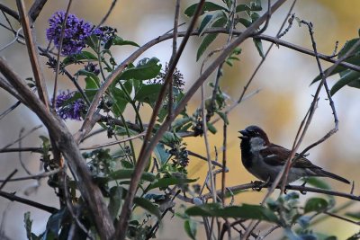 Singing Sparrow with Purple Flowers